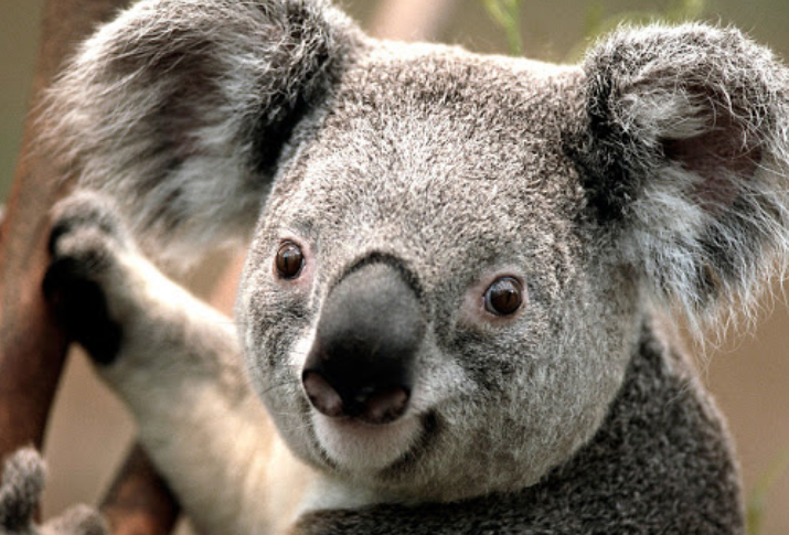 koala